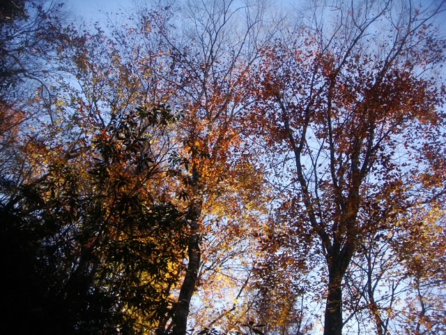 Autumn Trees at Mingus Mill