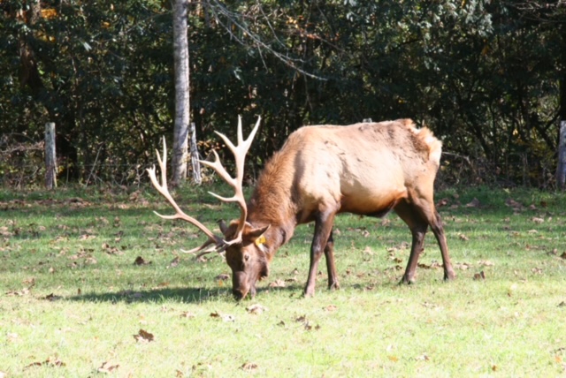Bull Elk Cataloochee Great Smoky Mountains