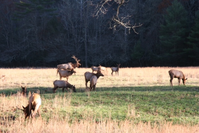 Bull Elk and Harem in Cataloochee NC