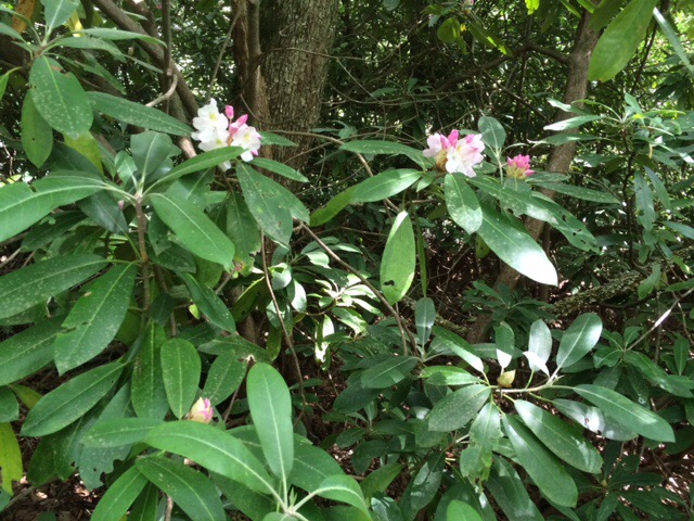 Among the Rhododendron