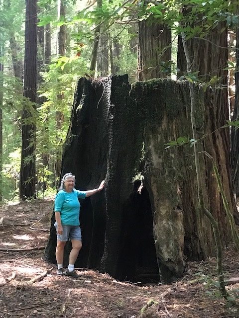 Into the Redwoods