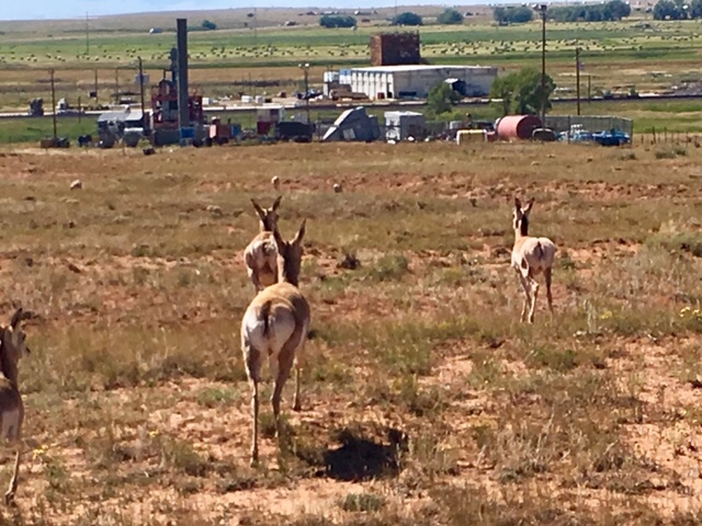 And the Antelope Play