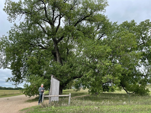 The Trees That Pa Planted