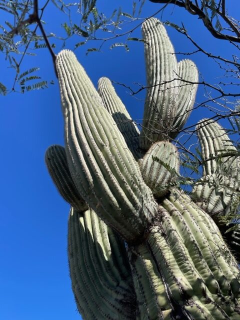 Saguaro National Park