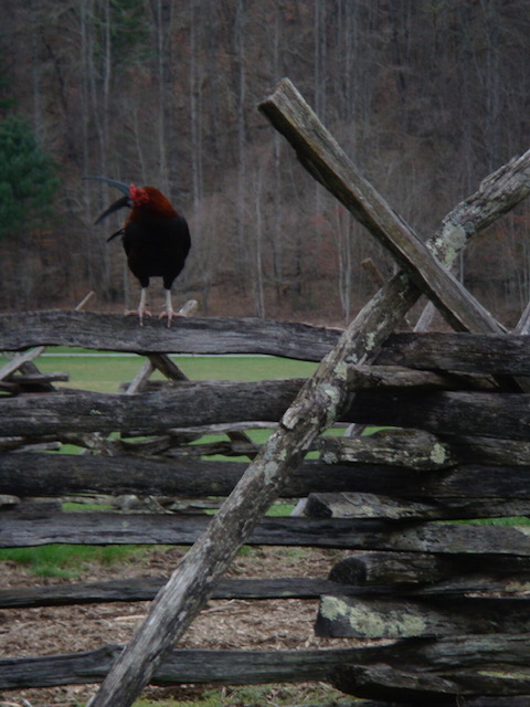 Chicken on a Fence Mountain Farm Museum Oconoluftee NC