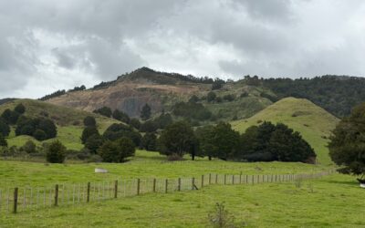New Zealand’s Glow Worms and Kauri Trees
