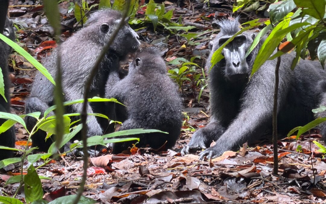 A Bitung Welcome and Jungle Trek