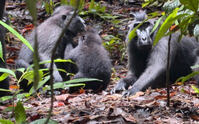 A Bitung Welcome and Jungle Trek