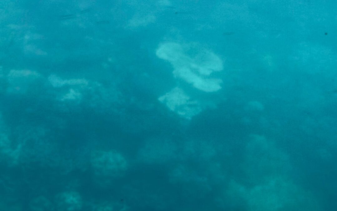 Moore Reef, A Great Barrier Reef Adventure