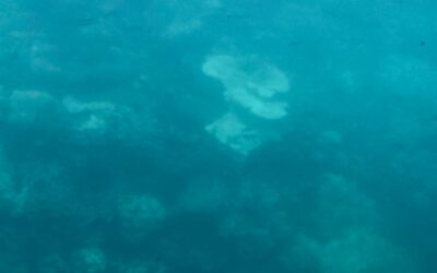 Moore Reef, A Great Barrier Reef Adventure