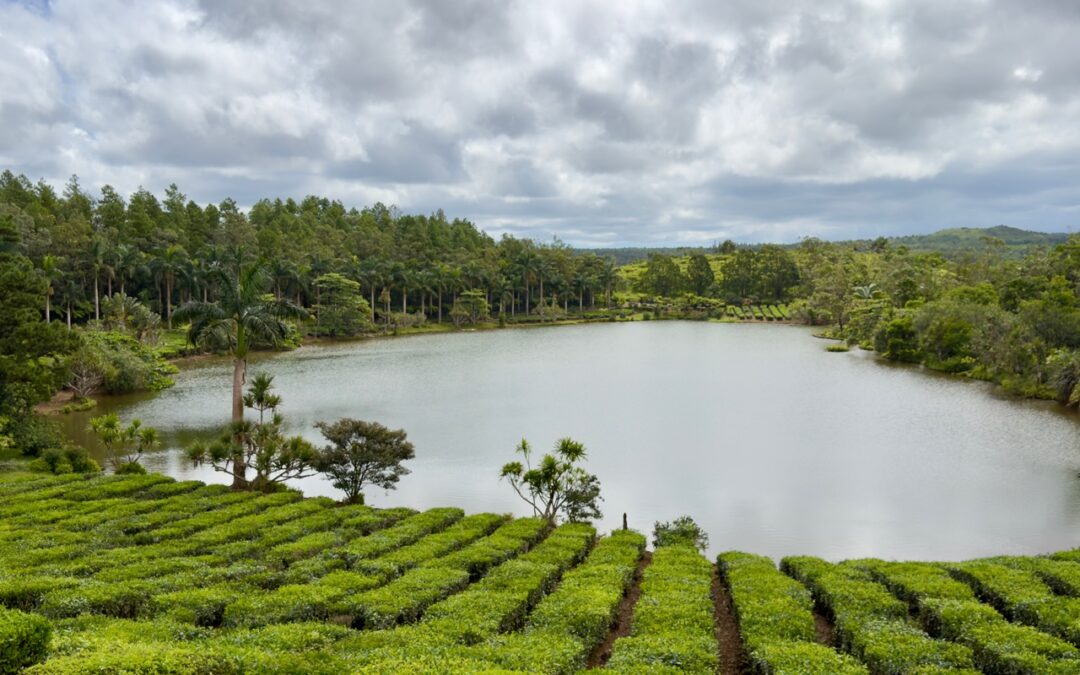 Mauritius Delights: Vanilla, Rum, and Tea