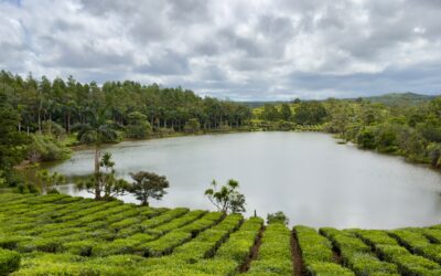 Mauritius Delights: Vanilla, Rum, and Tea