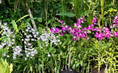 The Gardens of Singapore 