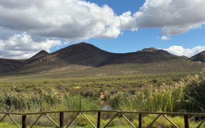 Cape Town: African Wildlife Adventures