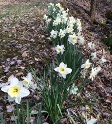 Golden Daffodils
