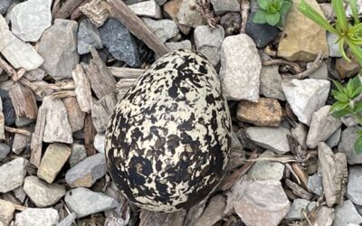Just One Egg