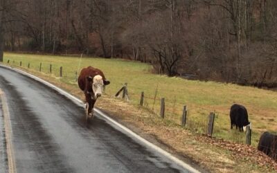 How Now Brown Cow