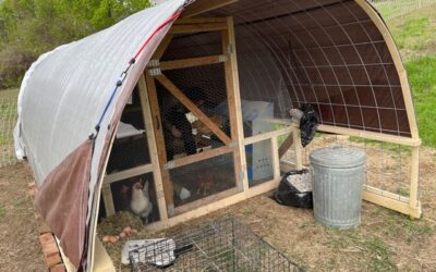 Chickens & Eggs