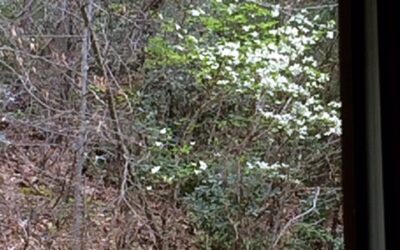 Dogwood Time at Tween Creeks