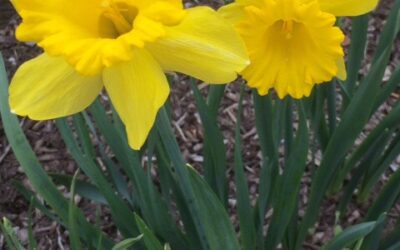 Daffodil Time Again