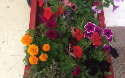 Time for Planting  