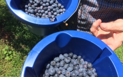 Thomas’ Blueberries