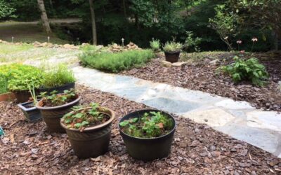 Reclaiming the Garden