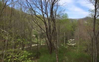 Greening at Tween Creeks 