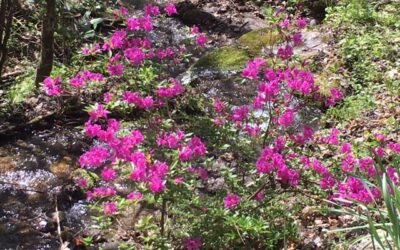 Azaleas and Butterflies