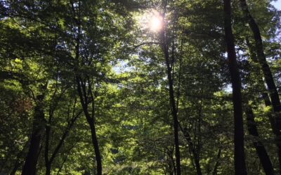 Tionesta Recreation Area