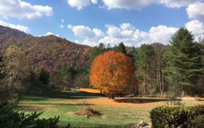 Autumn in the Cove