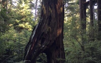Hole in a Tree