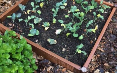 Veggie Garden