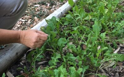 And Fresh Arugula 