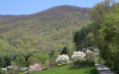 Flowering Dogwood Trees