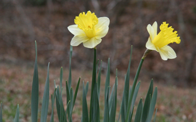 Daffodils