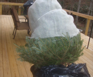 Bringing the Tree Home