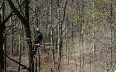 Thinning the Woods