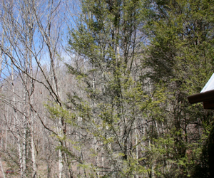 Carolina Hemlocks